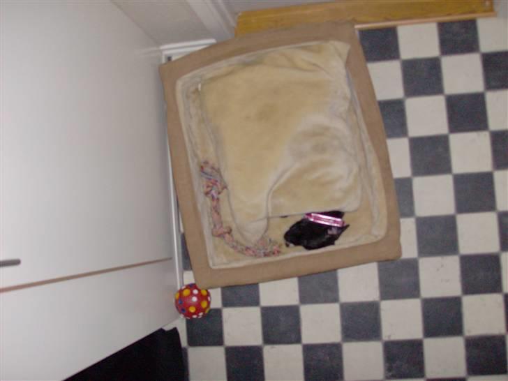 Amerikansk staffordshire terrier $ Perle $ - Det er så dejligt når man bliver puttet..;) billede 4