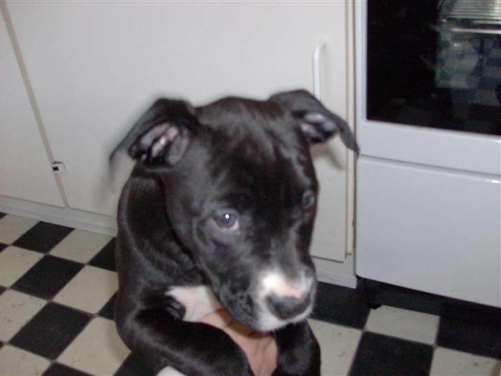 Amerikansk staffordshire terrier $ Perle $ - Far undskyld jeg kom til at tisse far... billede 5