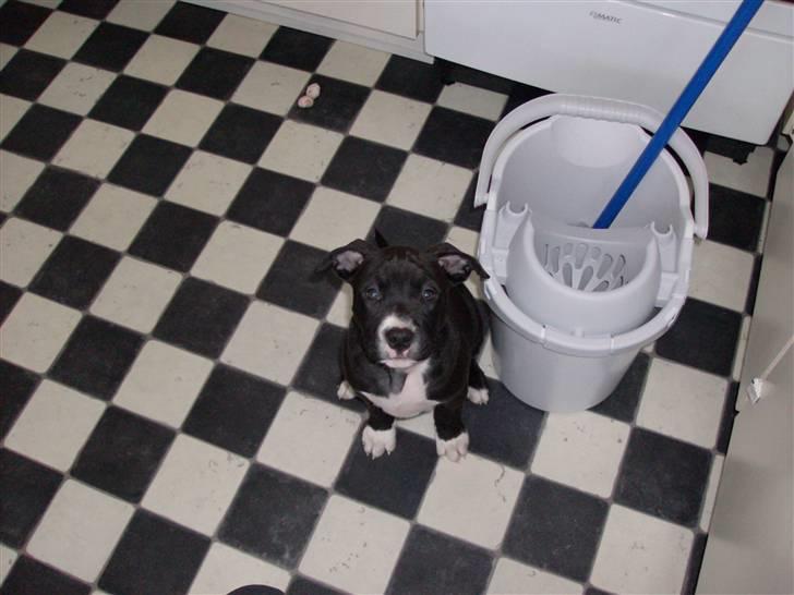 Amerikansk staffordshire terrier $ Perle $ - Ja det er den jeg får min far til at bruge meget... ;) billede 6