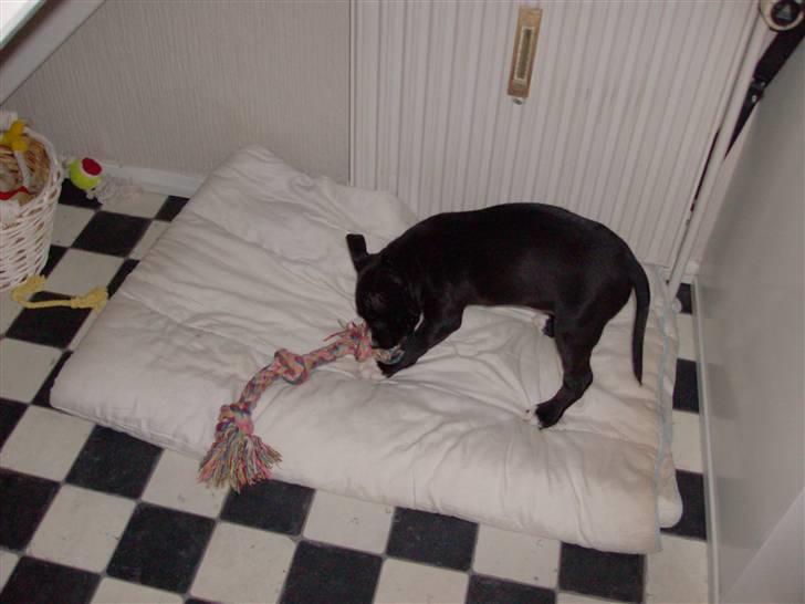 Amerikansk staffordshire terrier $ Perle $ - Så må man jo bare lege med sig selv... billede 7