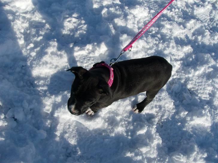 Amerikansk staffordshire terrier $ Perle $ - Sneen er bare sjov... billede 8