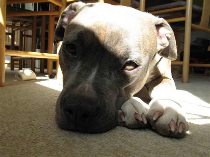 Amerikansk staffordshire terrier Afroditte billede 18