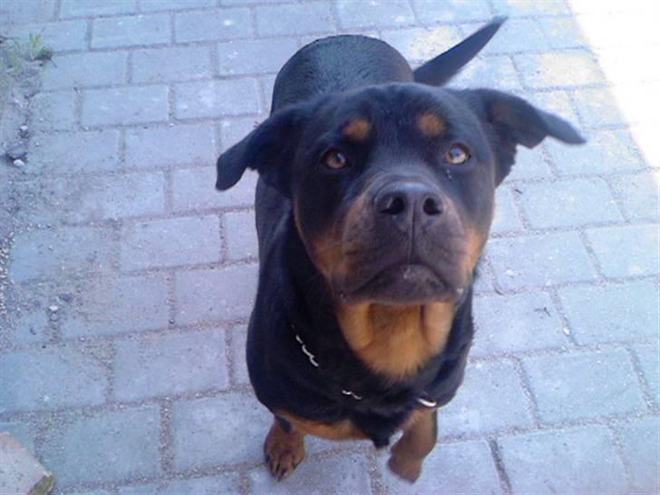 Rottweiler Fia - Hvor skal jeg kigge hen? billede 20