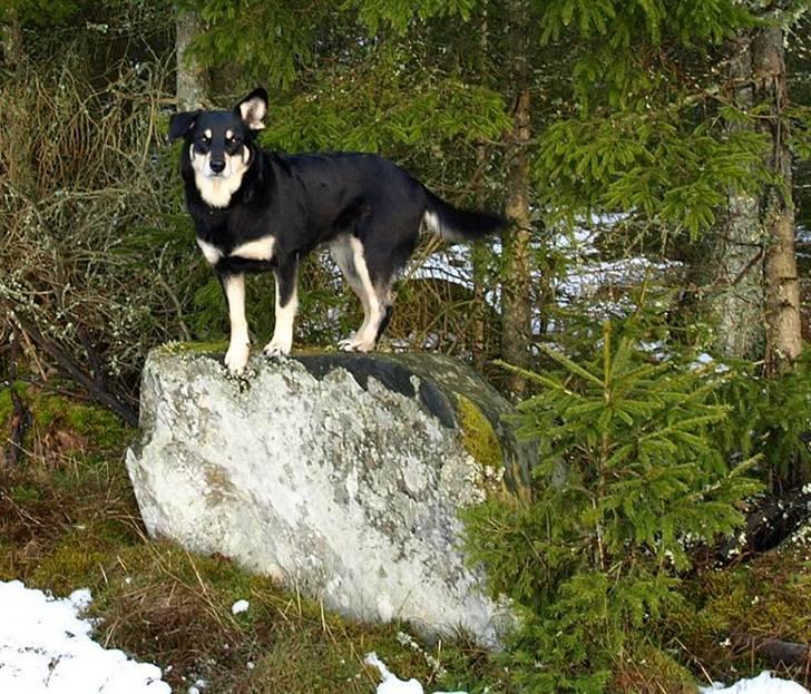 Finsk hyrdehund Fjällfarmens Kiivah - Kiivah får en guf hver gang hun stiller sig op på en sten :-) billede 11