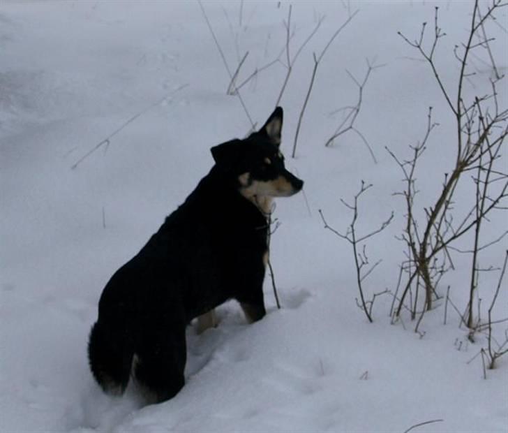 Finsk hyrdehund Fjällfarmens Kiivah - Søde Kiivah i sne billede 12