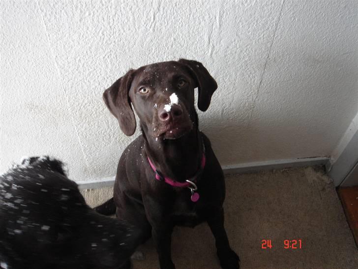 Blanding af racer Nelli billede 18