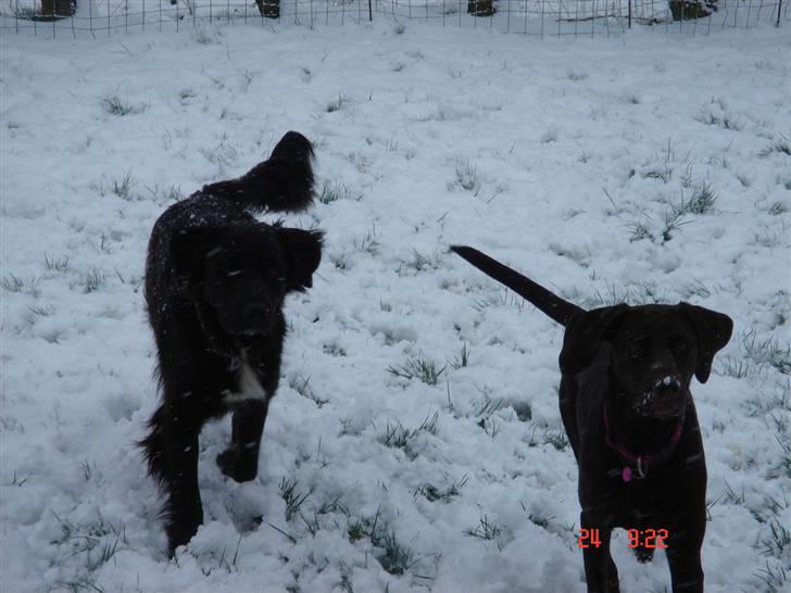 Blanding af racer Nelli billede 19