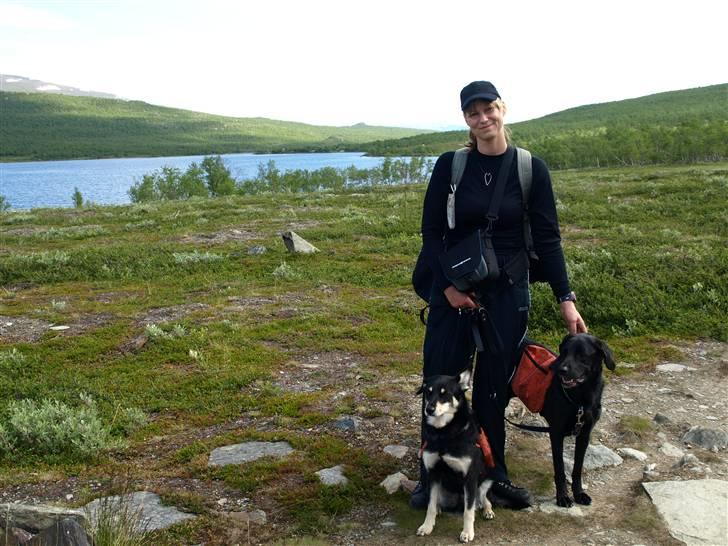 Finsk hyrdehund Fjällfarmens Kiivah - Trine, Kiivah og Freja i Abisko billede 13