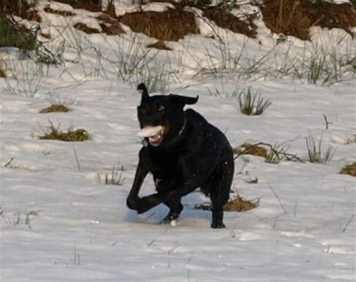 Finsk hyrdehund Fjällfarmens Kiivah - Freja har fanget en snebold billede 14