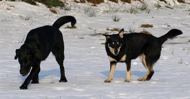 Finsk hyrdehund Fjällfarmens Kiivah - Freja og Kiivah nyder sneen i Sverige billede 15