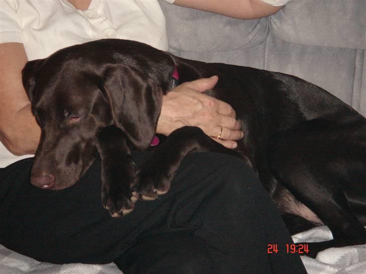 Blanding af racer Nelli billede 20