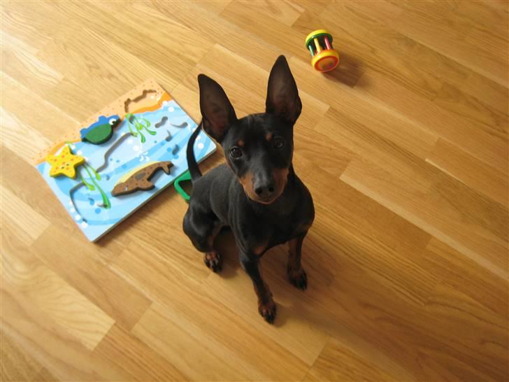 Dvaergpinscher Killer billede 1