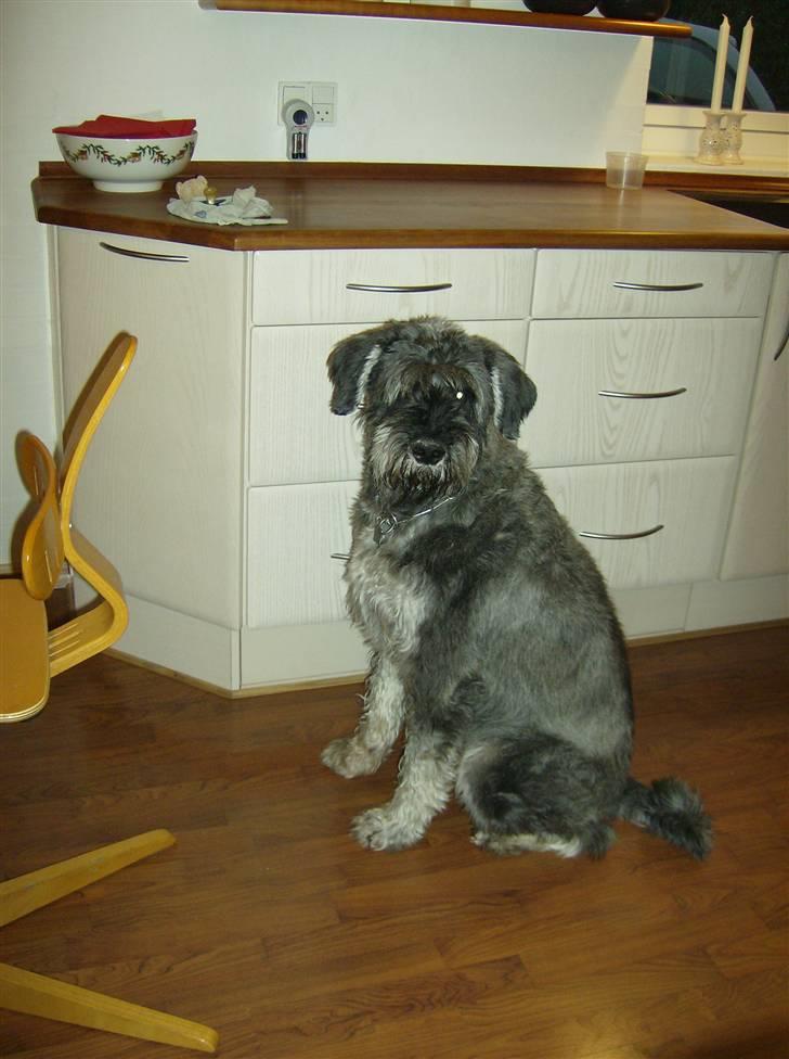 Riesenschnauzer Debbie (Død) billede 4