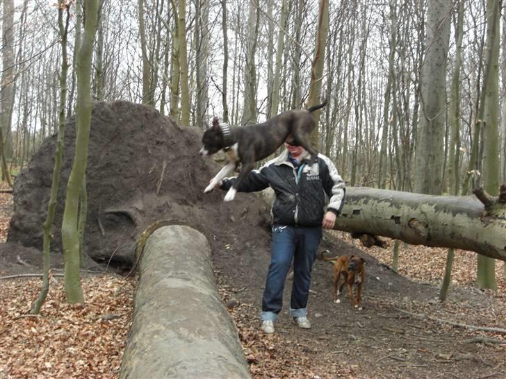 Blanding af racer Kato billede 10