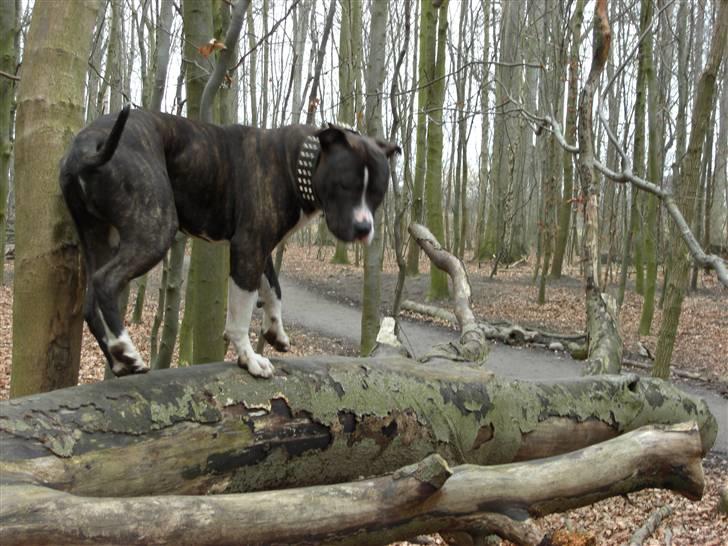 Blanding af racer Kato billede 12