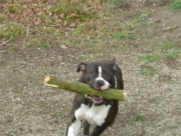 Blanding af racer Kato billede 13