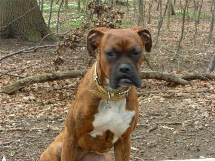 Boxer Emma billede 6