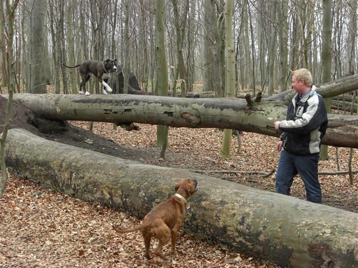 Boxer Emma billede 7