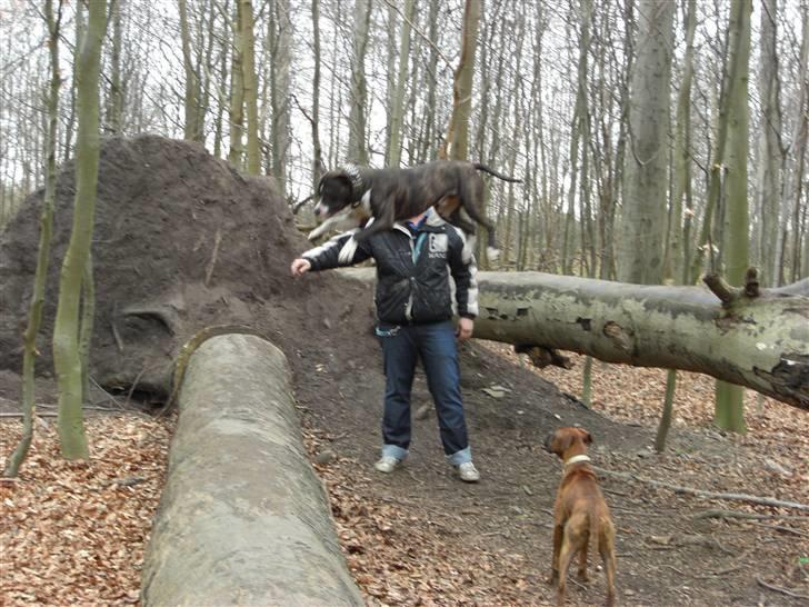 Boxer Emma billede 8