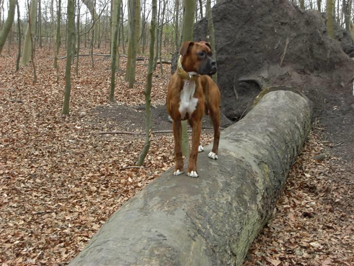 Boxer Emma billede 9