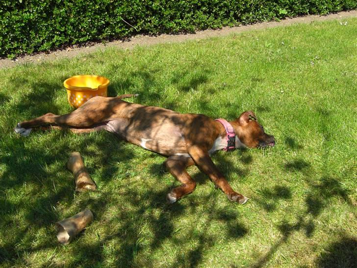 Boxer Emma billede 10