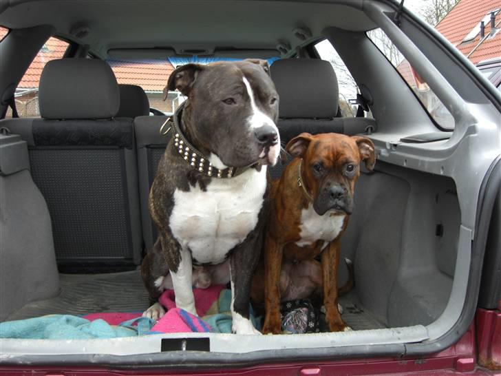 Boxer Emma billede 11