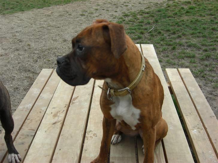 Boxer Emma billede 12