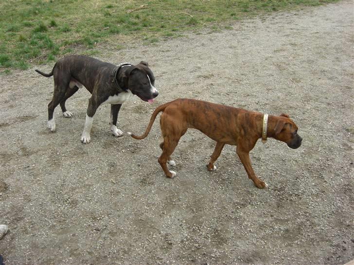 Boxer Emma billede 13