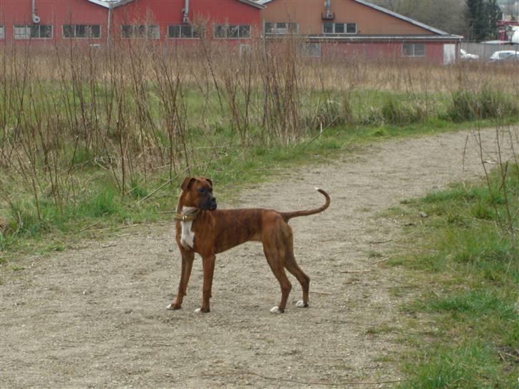 Boxer Emma billede 14