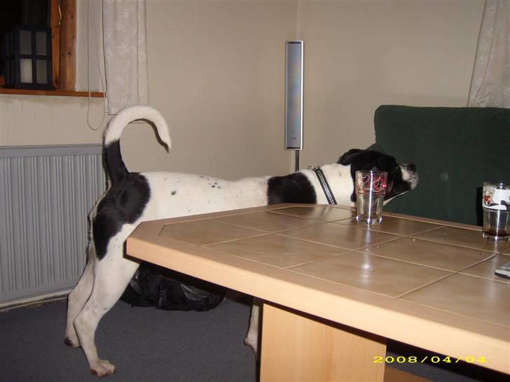 Blanding af racer molly - molly prøver ihærdigt at få mini til at kunne lide hende billede 9