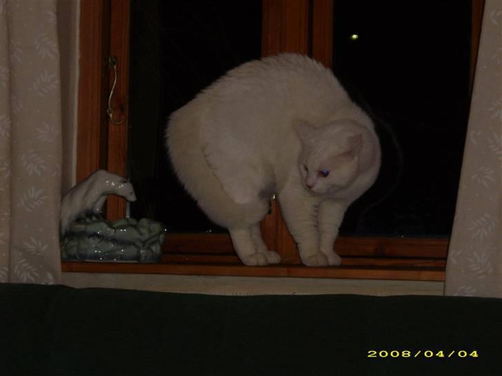 Blanding af racer molly - mini der absolut ikke finder molly egnet som ven.....endnu billede 10