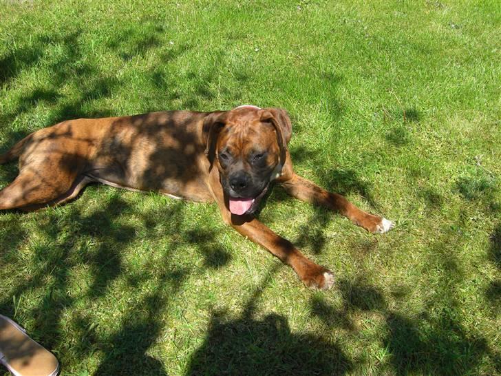 Boxer Emma billede 15