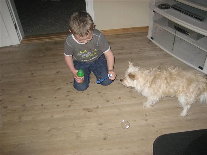 Blanding af racer Kenzo billede 16