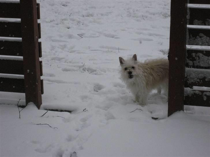 Blanding af racer Kenzo billede 17