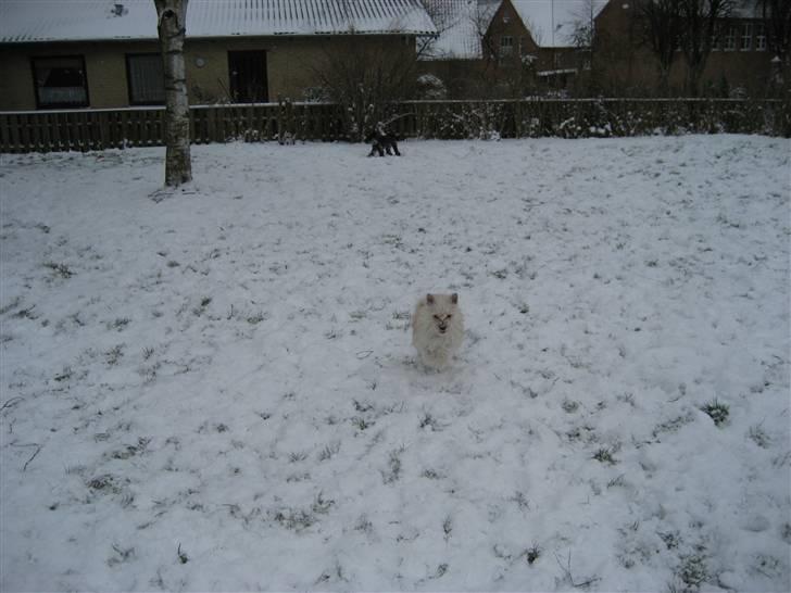 Blanding af racer Kenzo billede 18