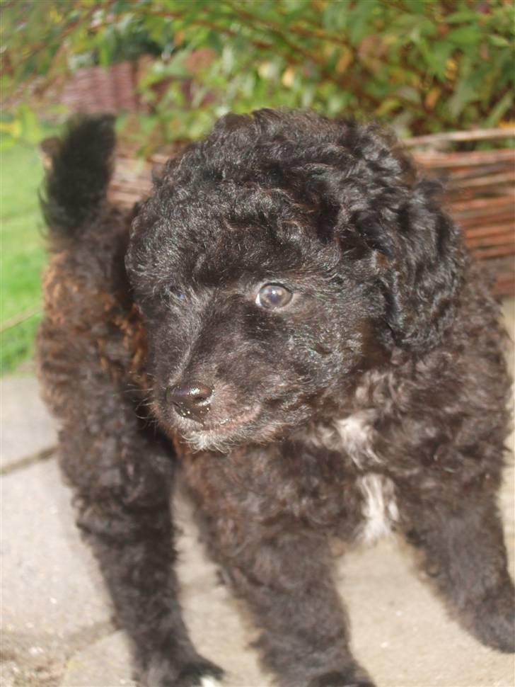 Blanding af racer Perles Bamse - Stor dreng (: ! Man kan slet ikke genkende ham o: . Han er blevet helt grå nu !! (:  billede 4