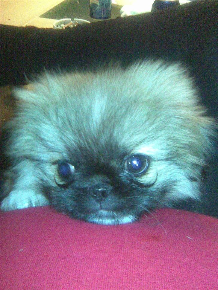 Pekingeser **Caiser** - putte-trold billede 6