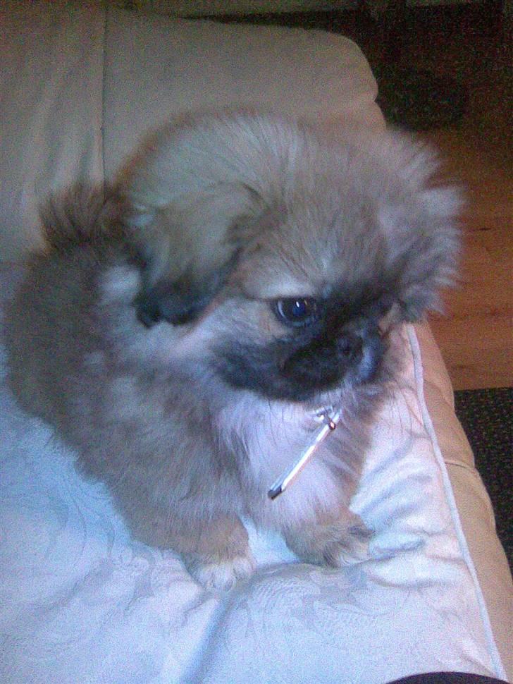 Pekingeser **Caiser** - der er altså langt ned mor.. billede 7