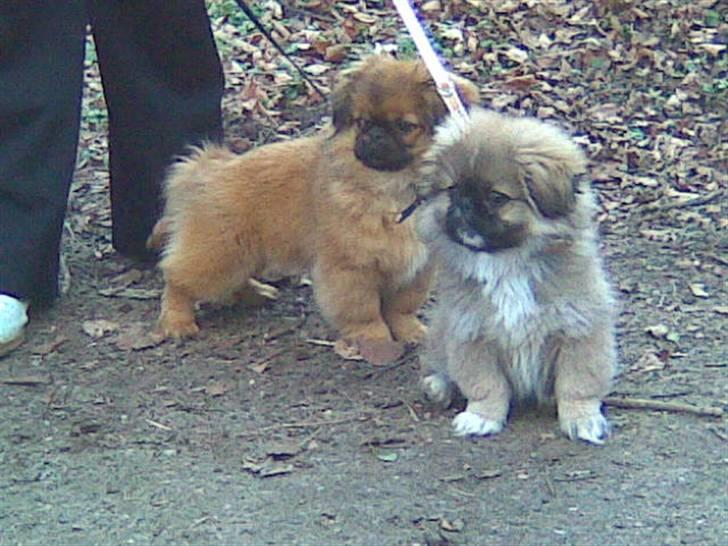 Pekingeser **Caiser** - Caiser og Leo i skoven.. Leo er min mosters hund.. se ham herinde..  billede 10