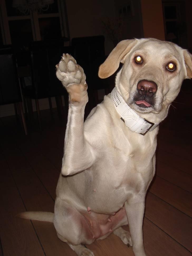 Labrador retriever Luna - Luna har lige lært at vinke:o) billede 4