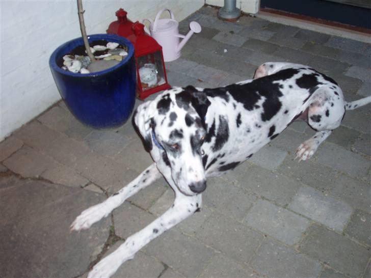 Grand danois angel billede 6