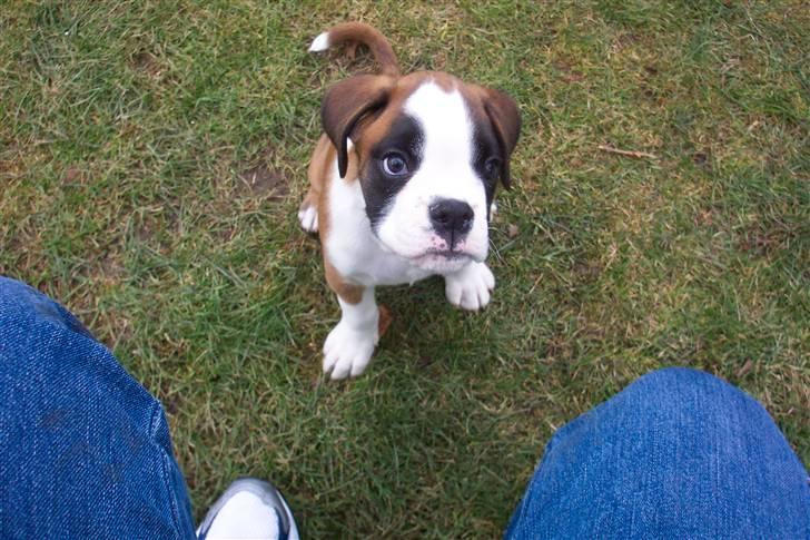 Boxer Cido - Så er jeg klar til at blive fotograferet billede 1