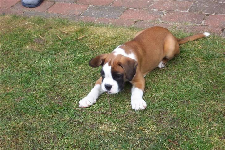 Boxer Cido - Er jeg ikke kær ? billede 2