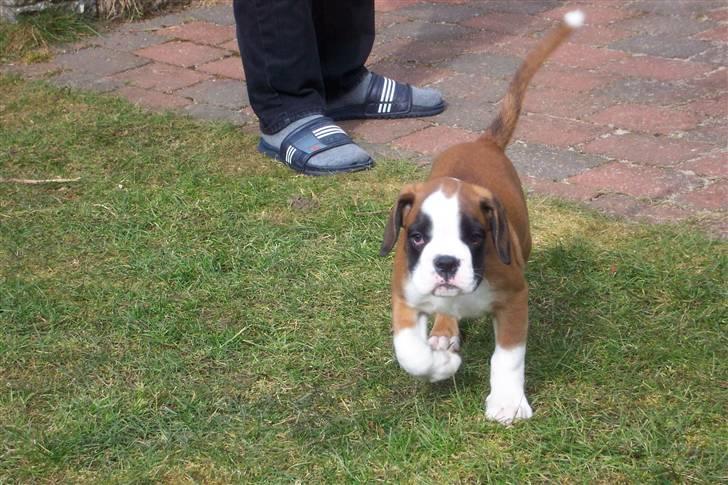 Boxer Cido - Selvfølgelig kommer jeg når du kalder ;-) billede 3