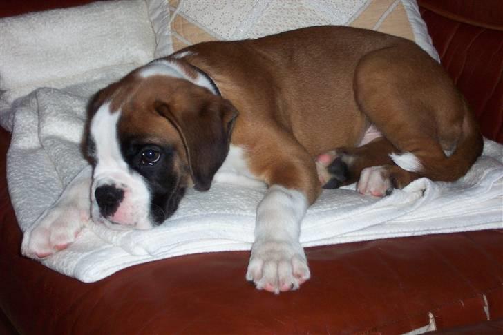 Boxer Cido - Ynglingspladsen i mit nye hjem billede 4