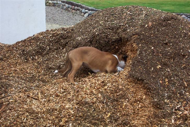 Boxer Cido - Jeg syntes helt bestemt jeg så en lille pind her omkring. billede 5