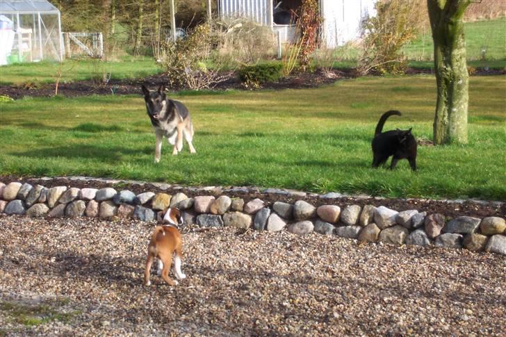Boxer Cido - Her leger jeg med storesøster og katten Sofus billede 6