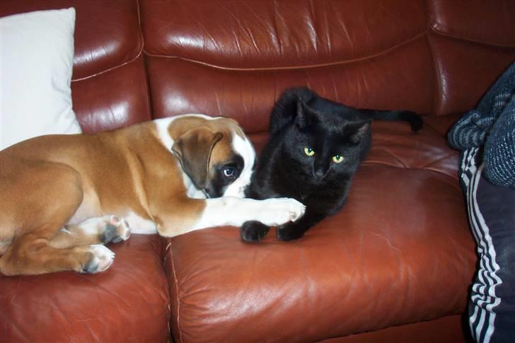Boxer Cido - Flader ud sammen med katten billede 7
