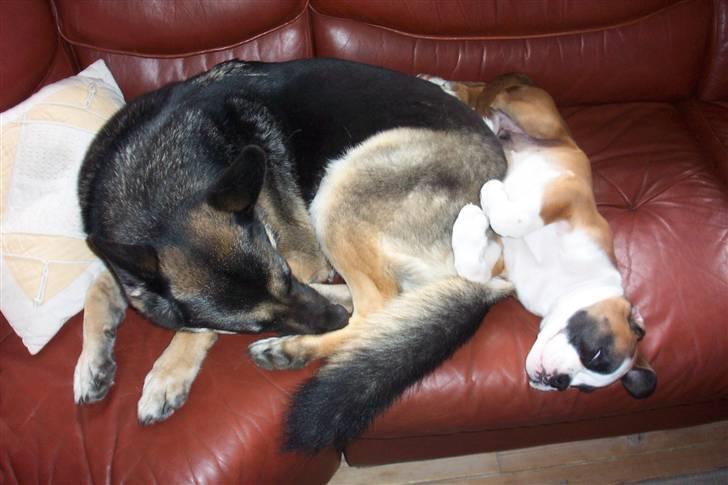 Boxer Cido - En lille lur hos storesøster billede 8