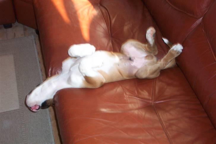 Boxer Cido - Huuha, det er hårdt at være mig. billede 9